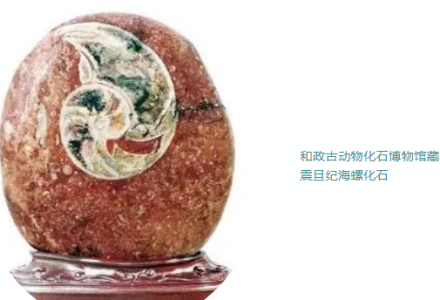 说说中国古代的海螺文化-福为文史 - 历史故事_文化解读_人物传记_国学经典